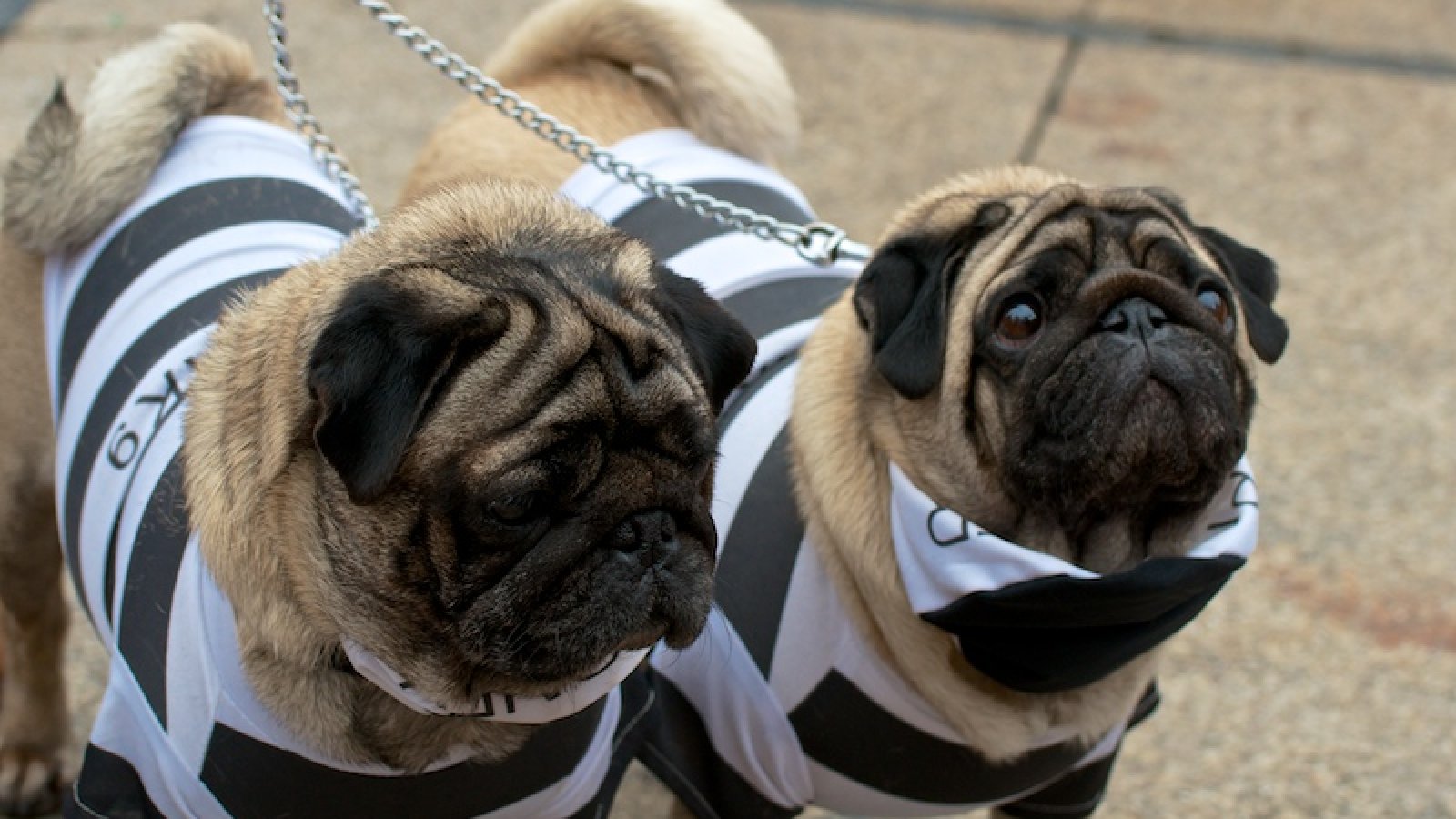 Karneval Las Palmas - Carnaval canino