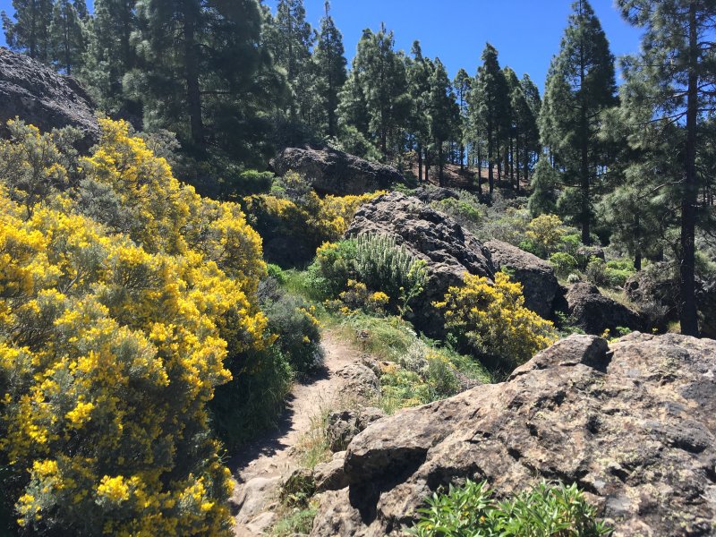 Rundwanderweg Roque Nublo