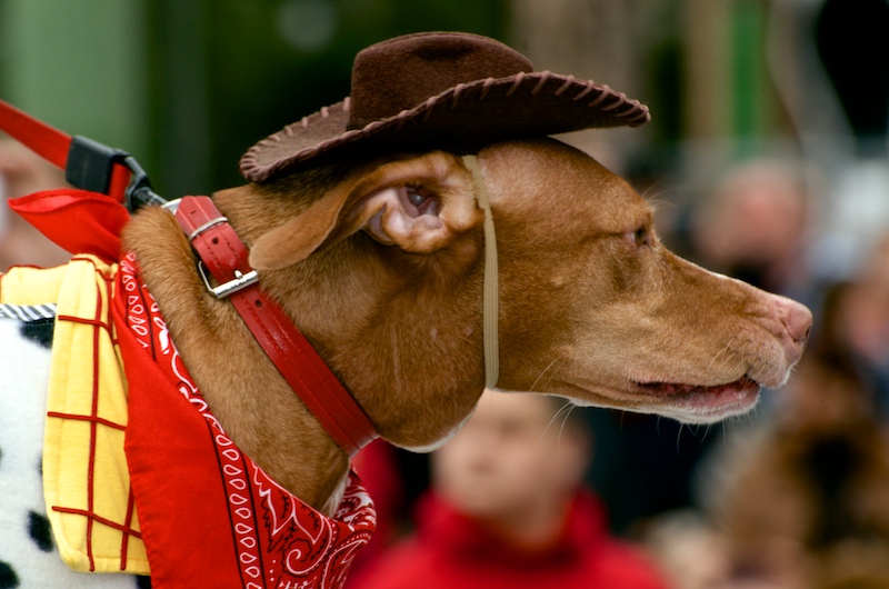 carnaval-las-palmas-24.jpg