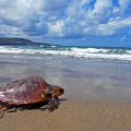 Bilder-Galerie: La Cicer – das Herz der kanarischen Surfszene